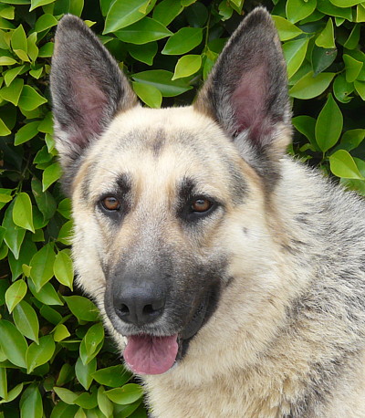 Light colored german sales shepherd